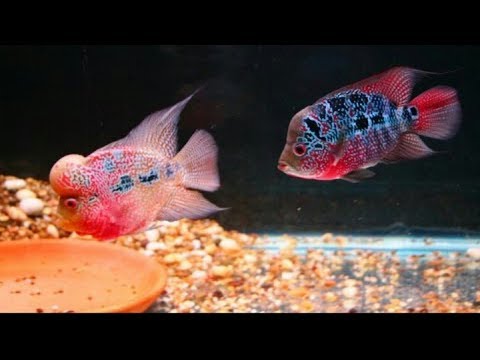 How to Breed Flowerhorn Fish