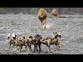 Lions Come Across Wild Dogs Catching Twin Baby Buffaloes