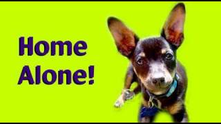 How to train your dog to be left alone- clicker training