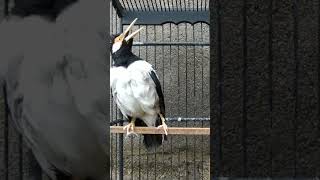 Download lagu JALAK SUREN GACOR #shorts mp3