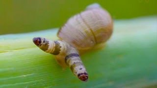Parasitic Mind Control in Snails