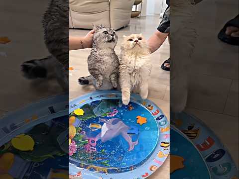 He Put Real Fish in His Cats’ Water Bed… Worst Idea Ever!