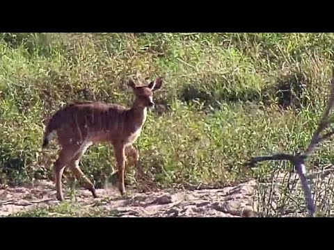 Djuma: Nyala mom and young one - 08:39 - 05/18/20
