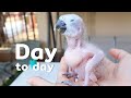 How baby macaw grows up | From the hatch until the eyes opened