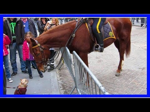 Hund geht auf das Polizeipferd zu – die Reaktion des Pferdes wurde nun von Millionen gesehen