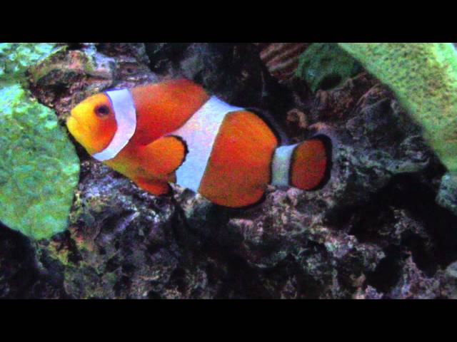 Finding Nemo Clown Fish and other Hawaiian Tropical Fish