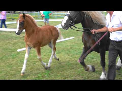 62. Molly - SchwK Stute von Wellenstein x Meggy v. Monsun - Fohlenschau Pfullendorf - 24.06.2023