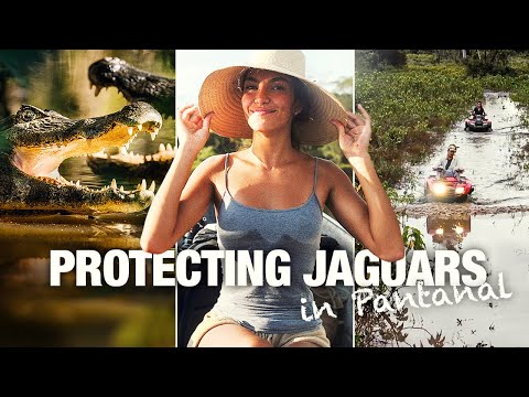 PANTANAL, BRAZIL – A Jaguar & Wildlife Paradise in Danger!