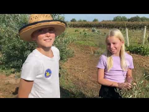 Maslinarski vlog 15.10.2023.  - berba maslina