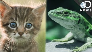 Warm-Blooded vs. Cold-Blooded: What’s The Difference?