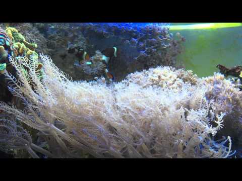 Clownfischpaar mit Gelege