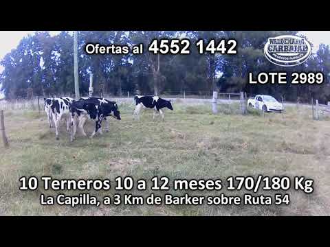 Lote 10 Terneros 10 HO 170/180 Kgkg -  en La Capilla, a 3 Km de Barker sobre Ruta 54