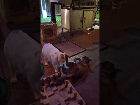 Bonnie and Jlo #cat #cats #catvideos #animals