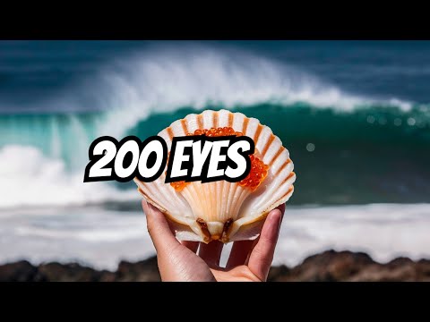 How Scallops See (and Why It’s Cool)