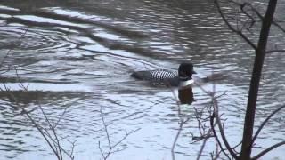 birds Ice chunks floating down river April 2008