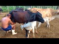 Tirando Leite Das Vacas No Curral De Manhãzinha