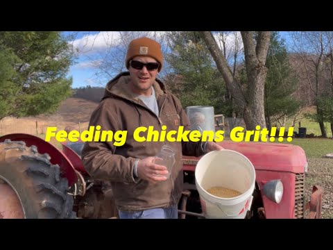 Feeding Chickens Grit? (What?/How?/Why?)