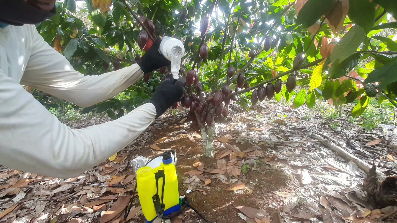 A MELHOR ADUBAÇÃO FOLEAR JUTOS COM FUNGICIDA  E INSETICIDA (EXPLICANDO)