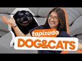 Miniatura Tela Dogs &amp; Cats