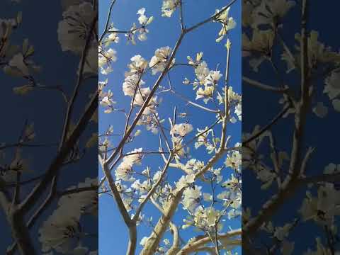 #apuiares #shortvideo  #cidade #viralshort  #ceará #brasil #shorts #youtubeshorts #motovlog