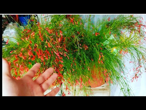 Firecracker Plant! Russellia Equisetiformis || Hummingbird Magnet!