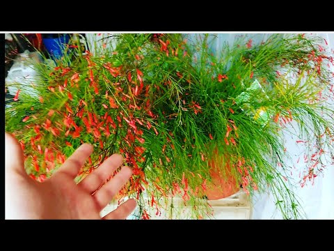 download lagu mp3 mp4 Firecracker Plant, download lagu Firecracker Plant gratis, unduh video klip Firecracker Plant
