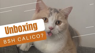 Download lagu Unboxing Kucing British Shorthair Calico mp3