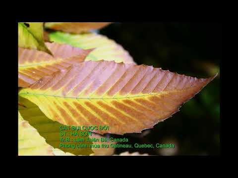 CÁT BỤI CUỘC ĐỜI