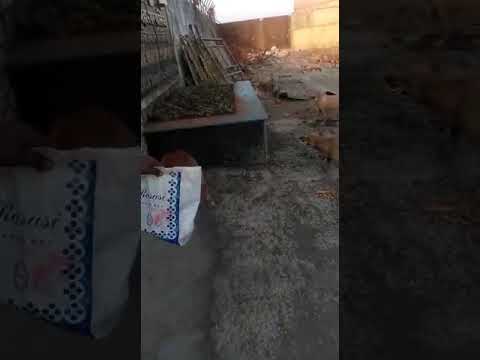 Jaanwar ke liyey..Insaan ka Pyiaar....Love Efection....