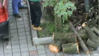 preview picture of video 'Rúbanie zdravého stromu v Galante bez povolenia! II.'
