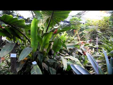 Tropski vrt Ocean Orchids v Dobrovniku - 26. 10. 2009