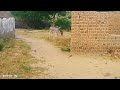 Donkey Meeting Video Donkey Video Animals Meeting Video Animals Tharvlogs Nature