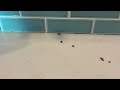 Cockroaches Hanging Out in the Kitchen in Matawan, NJ