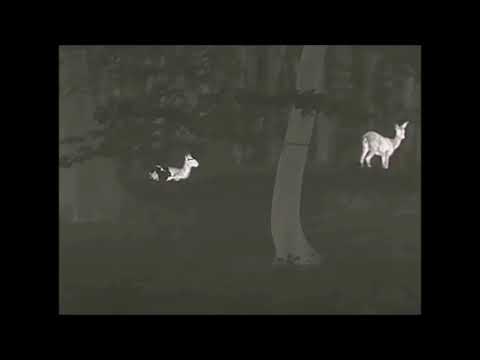 LIEMKE Keiler 35 PRO 2020 Wärmebildkamera beim Test im Revier