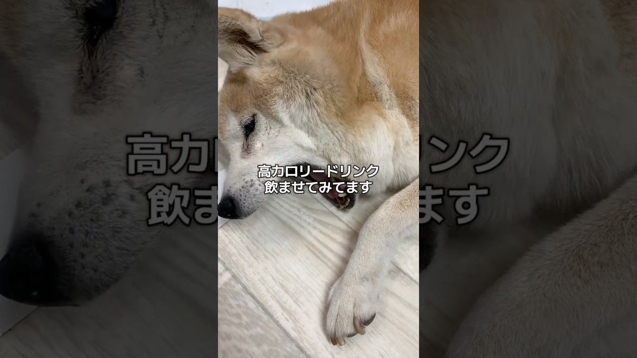 闘病中の15歳柴犬いちご。仕事で家を留守にしてたけど、無事でした。よかった。#柴犬 #shibainu