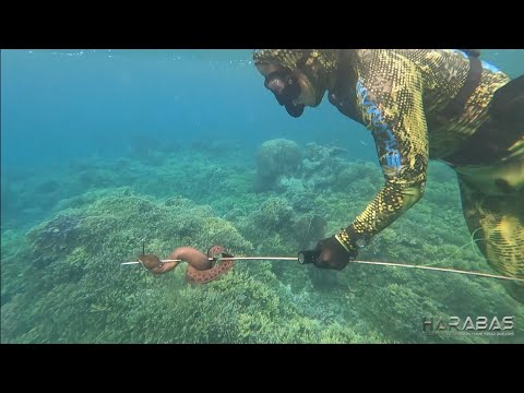 EP778-P3 - Spearfishing in Palawan