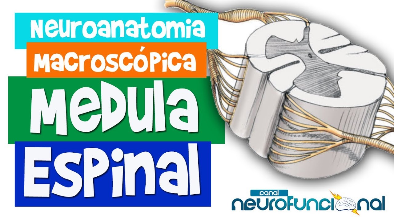 MEDULA ESPINAL - Neuroanatomia Macroscópica - Rogério Souza #1