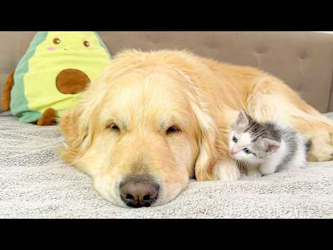 YouTube 썸네일