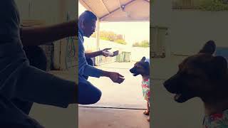 🐶Rusty becomes new clothes!👕🎽 #rusty #puppy #funny #shorts #videoshorts #pets