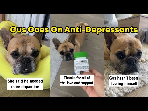 Dog Goes On Prozac