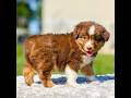 Miniature Australian Shepherd dogs for sale: Harper - Video 1