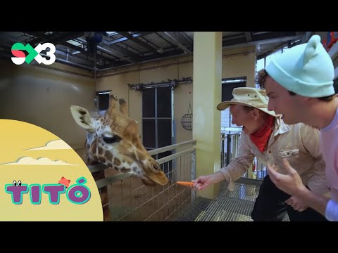 Excursió amb animals grossos | Titó