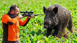 GIANT MONSTER  WILD BOAR HUNTING VIDEOS ,EN İYİ DOMUZ AVI VİDEOLARI