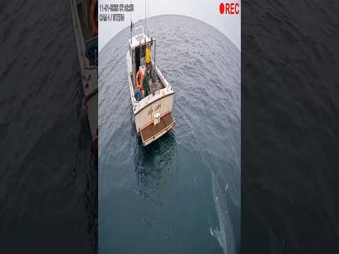 The Great white shark attacks fishing boats caught on camera 😱🦈