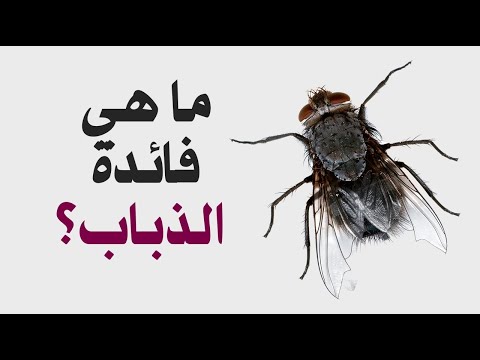 ما هي فائدة الذباب ؟