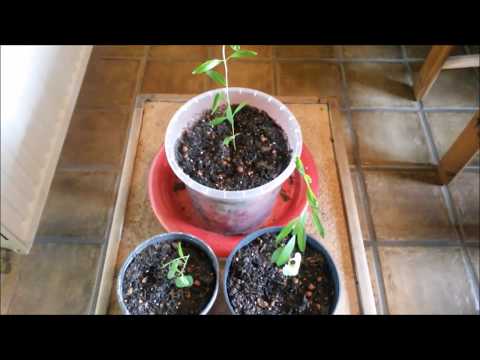 Granatapfel - Vermehrung durch Samen