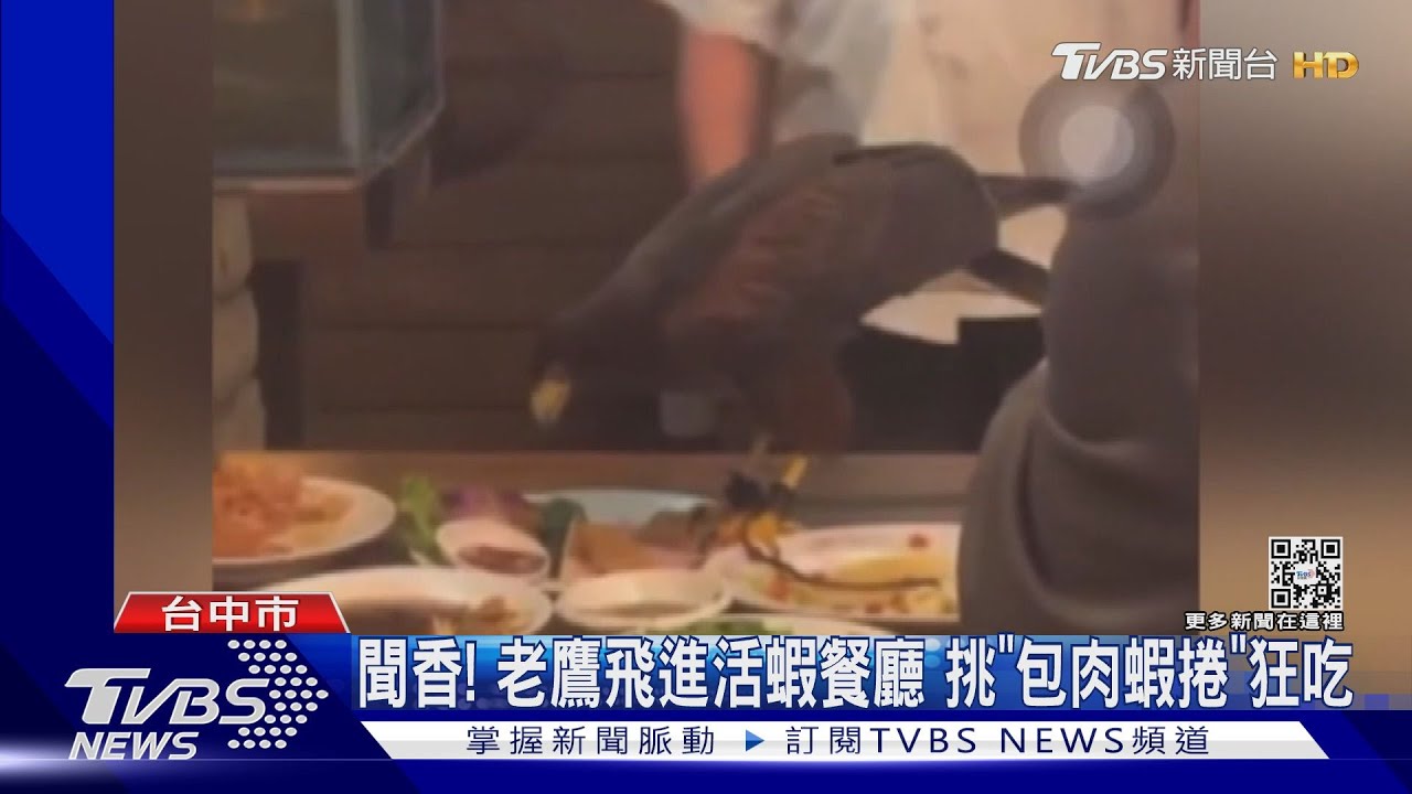 聞香而來!老鷹飛進活蝦餐廳 挑「包肉蝦捲」狂吃