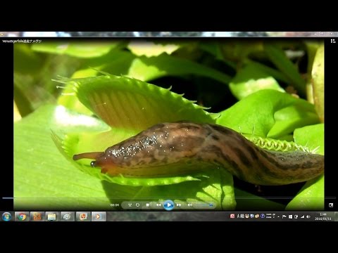 どの植物が害虫を狩るのか、庭の芳香剤、昆虫、ナメクジ、げっ歯類