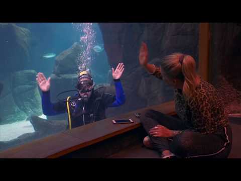 Experiencia de buceo en el Acuario de Madeira.