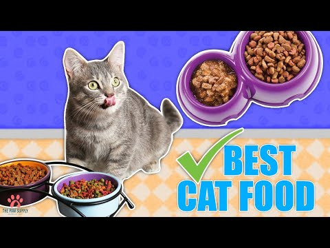 What To Feed Your Cat? Wet vs Dry Cat food